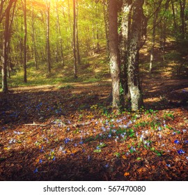 Autumn forest with flowers at sunset. Beautiful landscape with green forest, yellow sunlight, red foliage and colorful flowers in the evening. Nature background. Travel