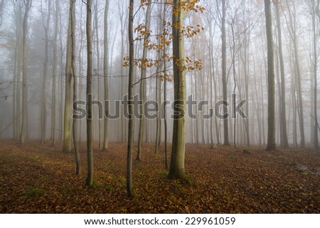 Similar – Foto Bild im Herbstwald Umwelt Natur