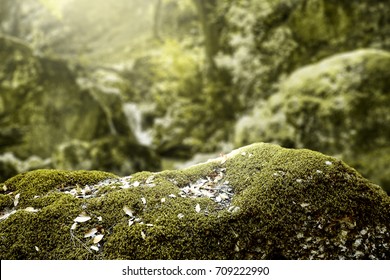 Autumn Forest With Free Space For Your Product On Rock With Moss 