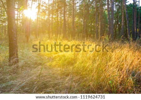 Similar – Foto Bild Die angenehme Stimmung der Natur