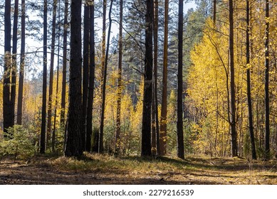 Autumn Forest. Golden leaves, the trunks of pine trees. - Shutterstock ID 2279216539