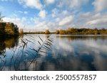 An autumn forest lake under a beautiful cloudy sky. In the foreground - reed, along the banks of the reservoir - trees and bushes with yellow foliage. White clouds are reflected in the calm water