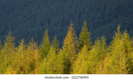 Autumn Forest Landscape In The Cairngorms, Scottish Highlands