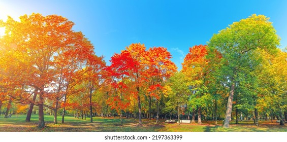 Autumn forest landscape. Gold color tree, red orange foliage in fall park. Nature change scene. Yellow wood in scenic scenery. Sun in blue sky. Panorama of a sunny day, wide banner, panoramic view. - Shutterstock ID 2197363399