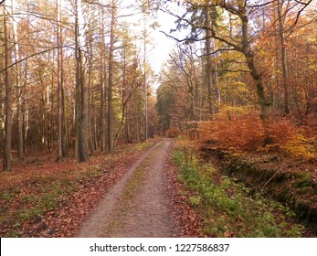 Autumn forest landscape. Golden Polish autumn. Nature concept - Shutterstock ID 1227586837