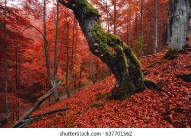 Autumn forest landscape in red tones.Old, moss-covered lonely tree standing on a slope with red fallen leaves.Old rotten beech on a mountainside against a background of red foliage - Powered by Shutterstock