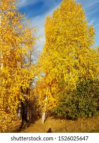 Autumn forest life. Golden autumn in the park. - Shutterstock ID 1526025647