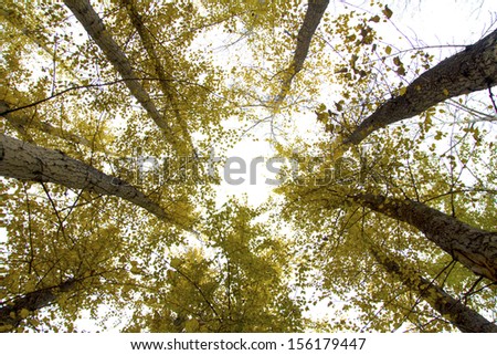 autumn forest, look at the sky