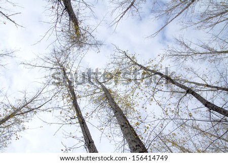 autumn forest, look at the sky