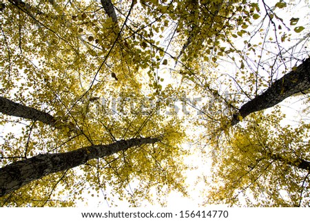 autumn forest, look at the sky