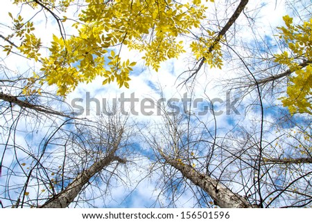 autumn forest, look at the sky