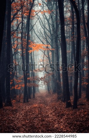 Similar – Foto Bild noch´ n wald Umwelt Natur