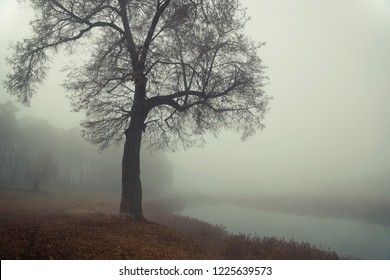 Autumn forest mist trees silhouette landscape. Mysterious forest mist trees in autumn fog. Halloween scary forest mist in autumn fog. Autumn forest mist fog trees silhouettes - Powered by Shutterstock