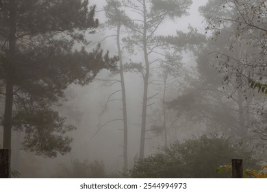 autumn forest in the morning. foggy morning in the forest. tall trees in the background - Powered by Shutterstock