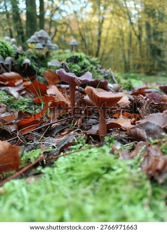 Autumn forest mushroom close-up on moss and fallen leaves in Skåne Sweden. Close-up of a small purple-brown mushroom growing on a damp forest floor covered with moss and autumn leaves in Gryteskog near Dalby, Skåne, Sweden. Fresh, wet natural environment with soft background.