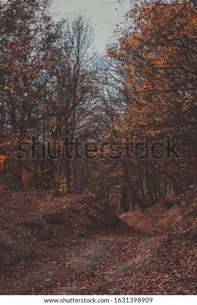 Autumn Forest Nature Cozy Aesthetic Stock Photo Edit Now