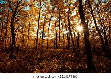 Autumn forest nature. Vivid evening in colorful forest with sun rays through branches of trees. Scenery of nature with sunlight