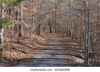 Autumn At The Forest On Dalton GA USA 2/4/2018