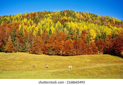 Autumn forest on the hill. Beautiful autumn in forest. Autumn foliage landscape. Forest in autumn - Shutterstock ID 2168665493