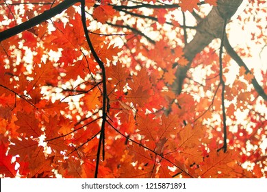Стоковая фотография: Autumn forest on photo. Nature wallpaper
