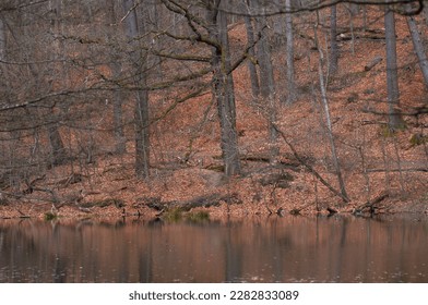Autumn forest on the shore of the lake. Early autumn. - Shutterstock ID 2282833089