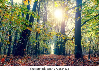 Autumn forest on a sunny day. Autumn in the park. - Shutterstock ID 1705824535