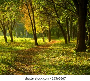 Autumn Forest Path