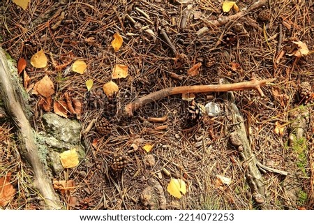 Autumn forest path, covered with yellow fallen leaves, brown dry needles, pine cones of different sizes, knots and sticks. Large tree roots and stones protrude from the ground. View from above.