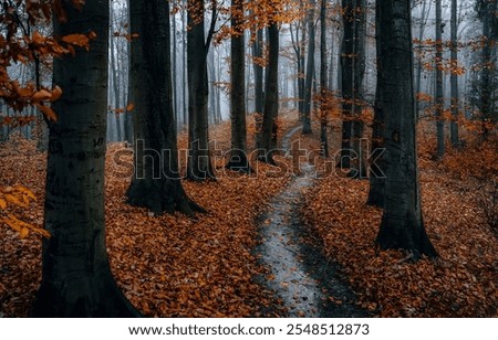 Similar – Foto Bild noch´ n wald Umwelt Natur