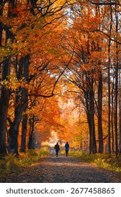 Autumn forest path lined with trees and fallen colorful leaves