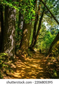 Autumn Forest Path In The Morning In The Silver Falls State Park, Oregon