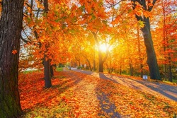 Autumn Forest Path. Orange Color Tree, Red Brown Maple Leaves In Fall City Park. Nature Scene In Sunset Fog Wood Bench In Scenic Scenery Bright Light Sun Sunrise Of A Sunny Day, Morning Sunlight View.