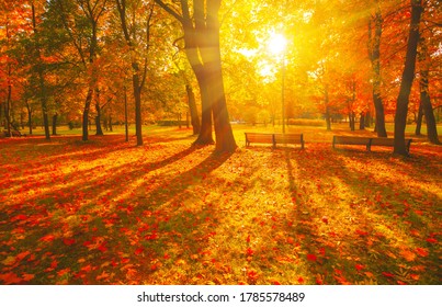 Autumn forest path. Orange color tree, red brown maple leaves in fall city park. Nature scene in sunset fog Wood bench in scenic scenery Bright light sun Sunrise of a sunny day, morning sunlight view.