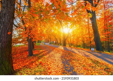 Autumn forest path. Orange color tree, red brown maple leaves in fall city park. Nature scene in sunset fog Wood bench in scenic scenery Bright light sun Sunrise of a sunny day, morning sunlight view. - Shutterstock ID 2193931803