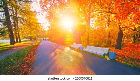 Autumn forest path. Orange color tree, red brown maple leaves in fall city park. Nature scene in sunset fog Wood bench in scenic scenery Bright light flare sun Sunrise sunny day, morning sunlight view - Powered by Shutterstock