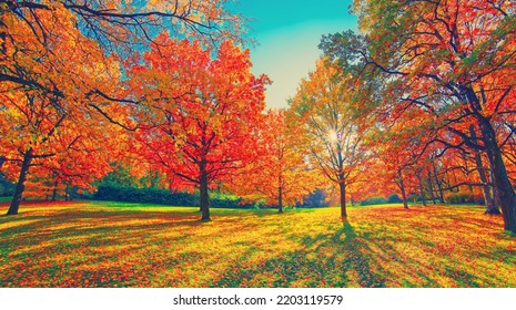 Autumn forest path. Orange color tree, red brown aspen leaves in fall city park Nature scene sunset fog Woods in scenic garden Bright light sun sky Sunrise of a sunny day, morning calm sunlight view
