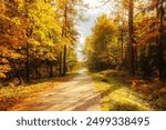 Autumn forest. Forest pathway through the autumn forest. Sunny forest autumn landscape in sunny day