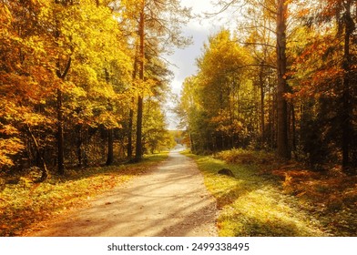 Autumn forest. Forest pathway through the autumn forest. Sunny forest autumn landscape in sunny day