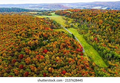 Autumn Forest Plants From A Birds Eye View