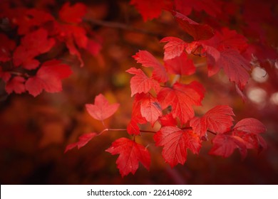 næve bryder daggry krænkelse Red Nature Background Images, Stock Photos & Vectors | Shutterstock