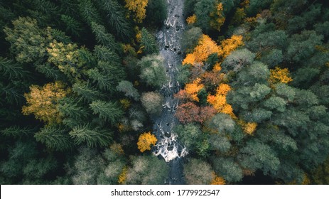 Autumn Forest River Landscape. River Flowing In The Mystic Dark Forest.