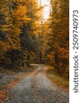 Autumn Forest Road Beautiful Leaves Changing Colorful Fall Foliage Winding Dirt Path Leads to Off Road Adventure. Landscape Nature Environment Remote