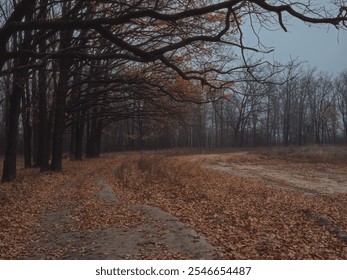 Autumn forest road covered with leaves - Powered by Shutterstock