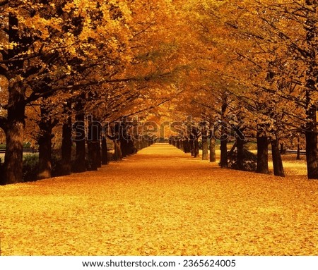 Autumn forest road in autumn leaves background. Pathway through the woods with spectacular colors of fall.  Autumn landscape. golden autumn leaves and trees. Beautiful forest trail during fall.