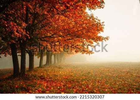 Similar – trees in the fog Fog Light