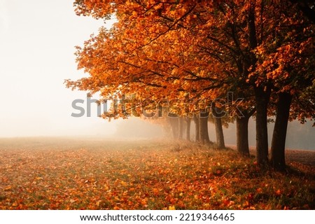 Similar – trees in the fog Fog Light