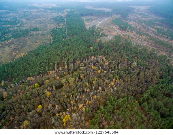 autumn\
forest, road in the forest, view from\
above