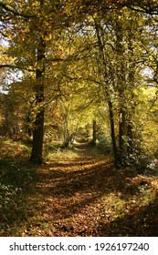 Autumn Forest Scene In Suffolk