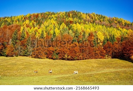 Autumn forest scenery in fall background. Forest in fall landscape
