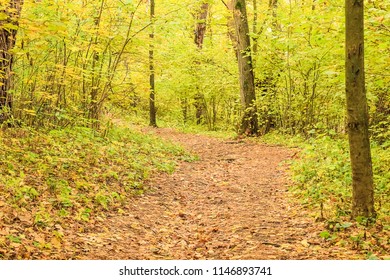 Autumn forest scenery with a path that goes deep into the forest